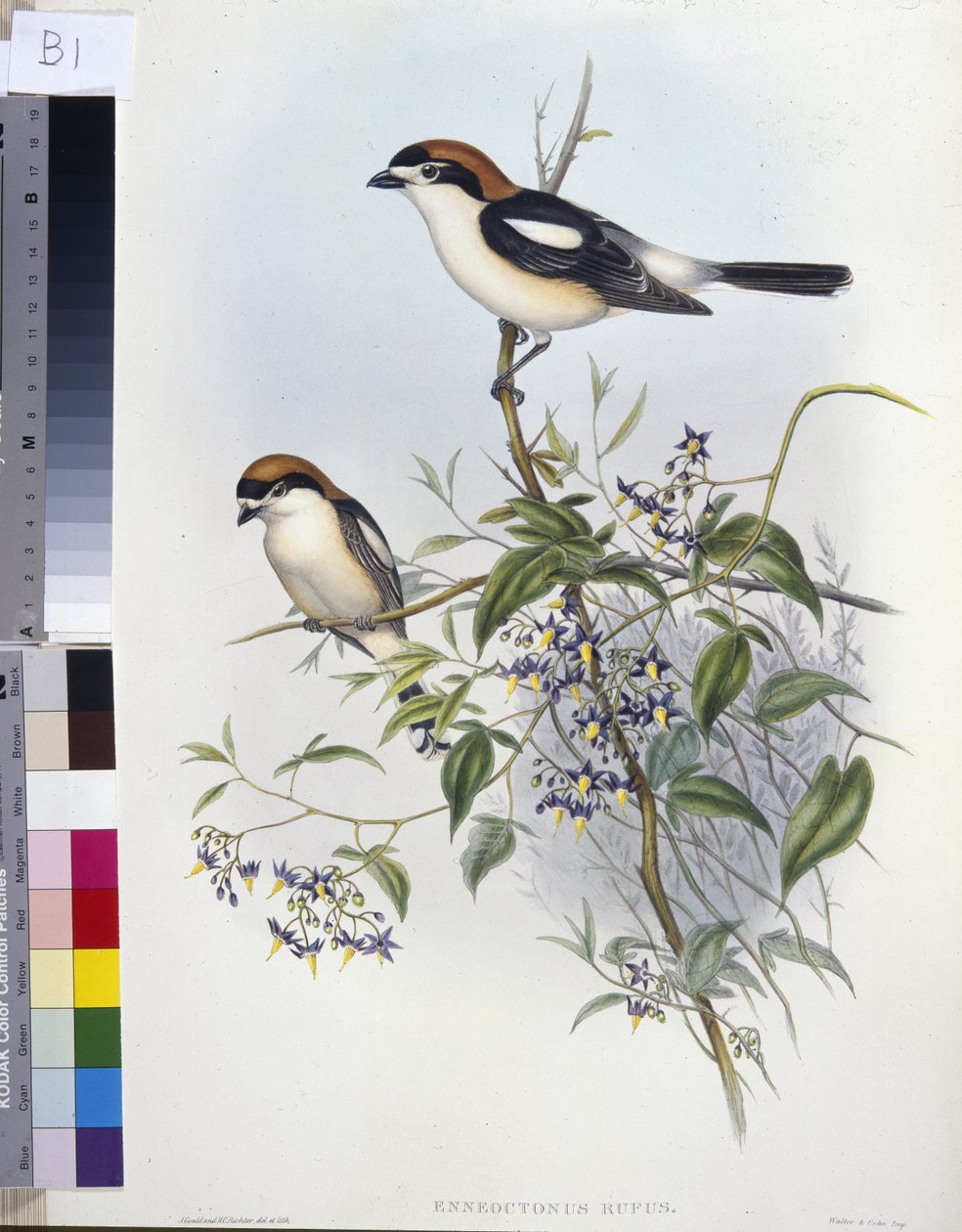Woodchat Shrike (Enneoctonus Rufus) (el renginde taş) by John (after) Gould