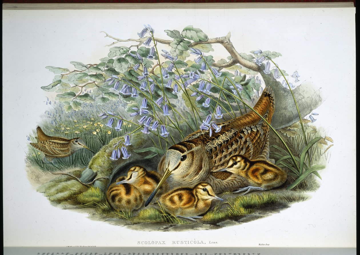 Woodcock (Scolopax Rusticola) (el renginde taş) by John (after) Gould