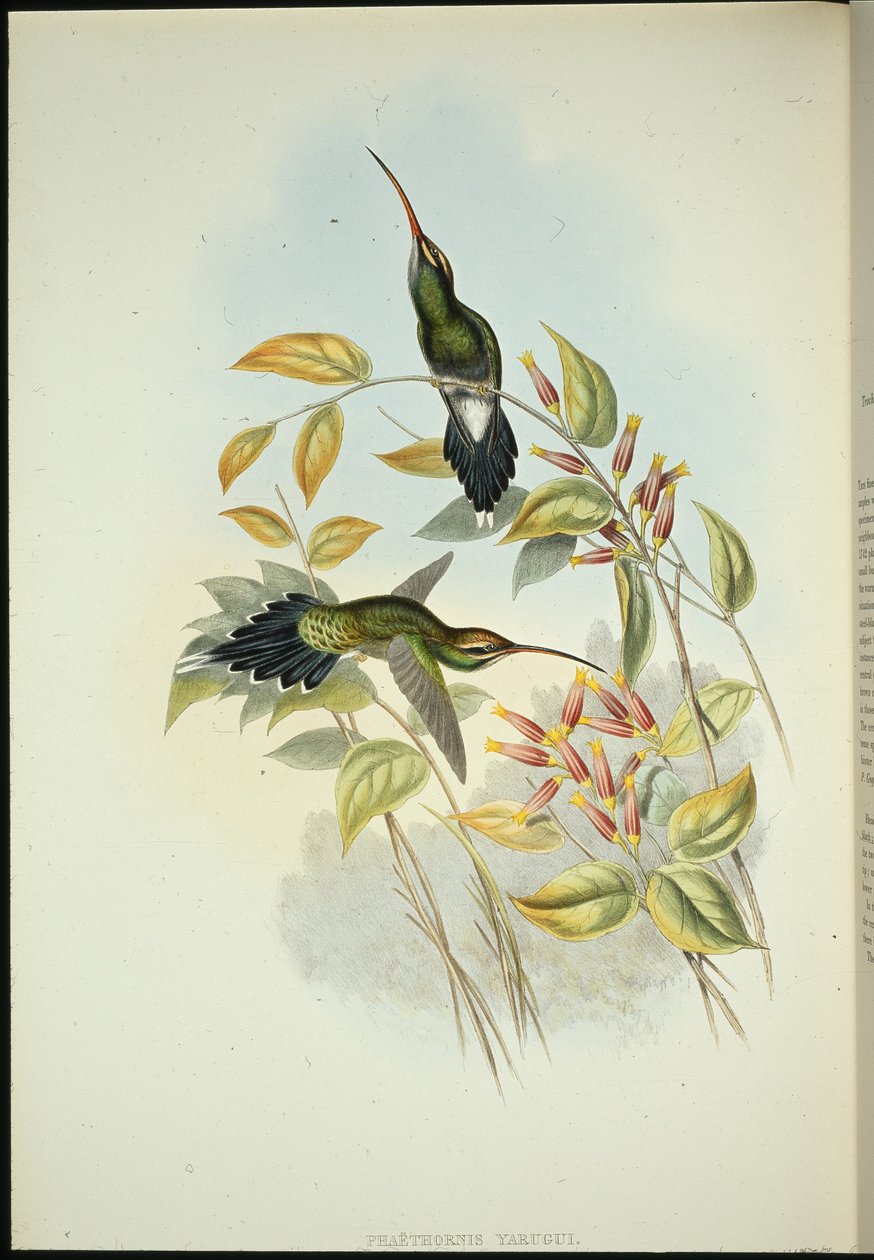 Yarquian Hermit (Phaerthornis Yarugui) (el renginde taş) by John (after) Gould