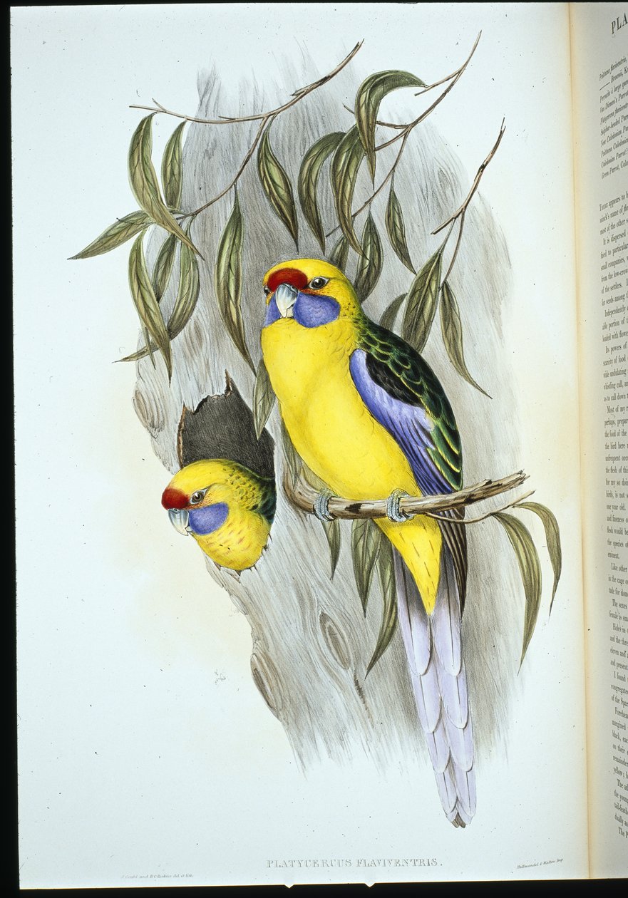 Sarı karınlı Muhabbet kuşu (platycercus flaviventris) (el renginde taş) by John (after) Gould
