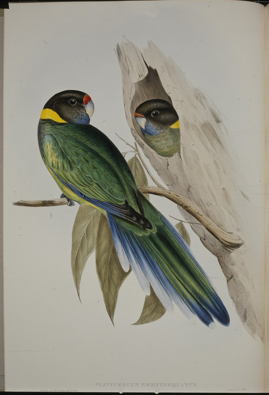 Sarı yakalı muhabbet kuşu (Platycercus Semitorquatus) (el renginde taş) by John (after) Gould