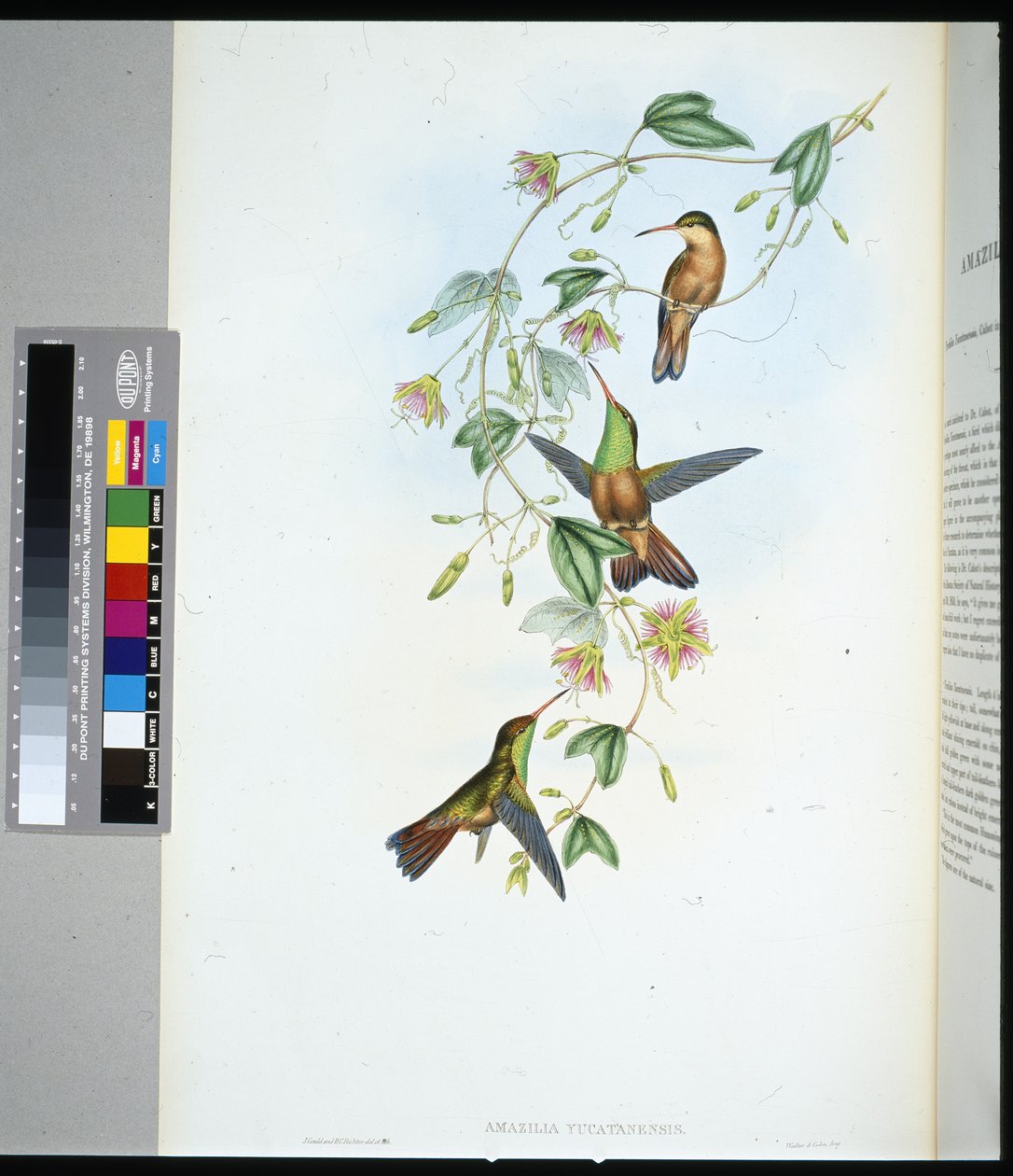 Yucatan Amazili (kelepçe yucatanensis) (el renkli organlar) by John (after) Gould