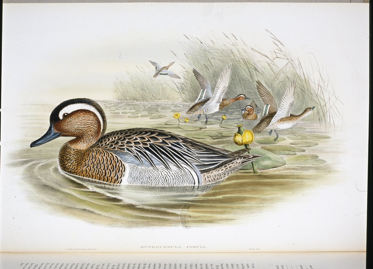 querquedula circia (el renginde taş) by John (after) Gould