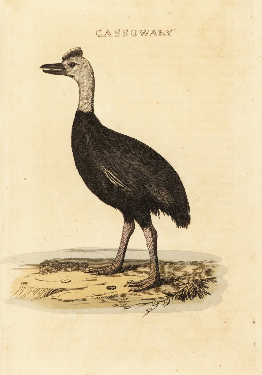 Güney cassowary, Casuarius casuarius by John (after) Latham