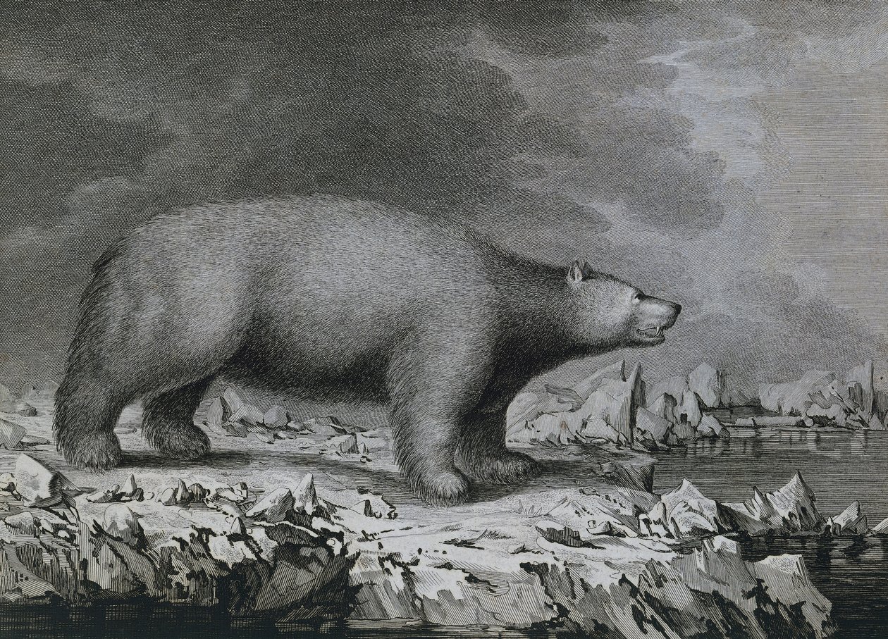 Kutup Ayısı, Peter Mazel tarafından John Webber (1750-1793) tarafından James Cook