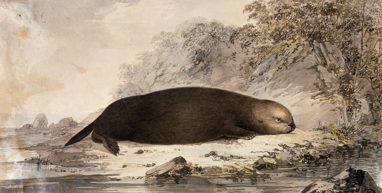 Sea Otter, John Webber (1750-1793) tarafından James Cook