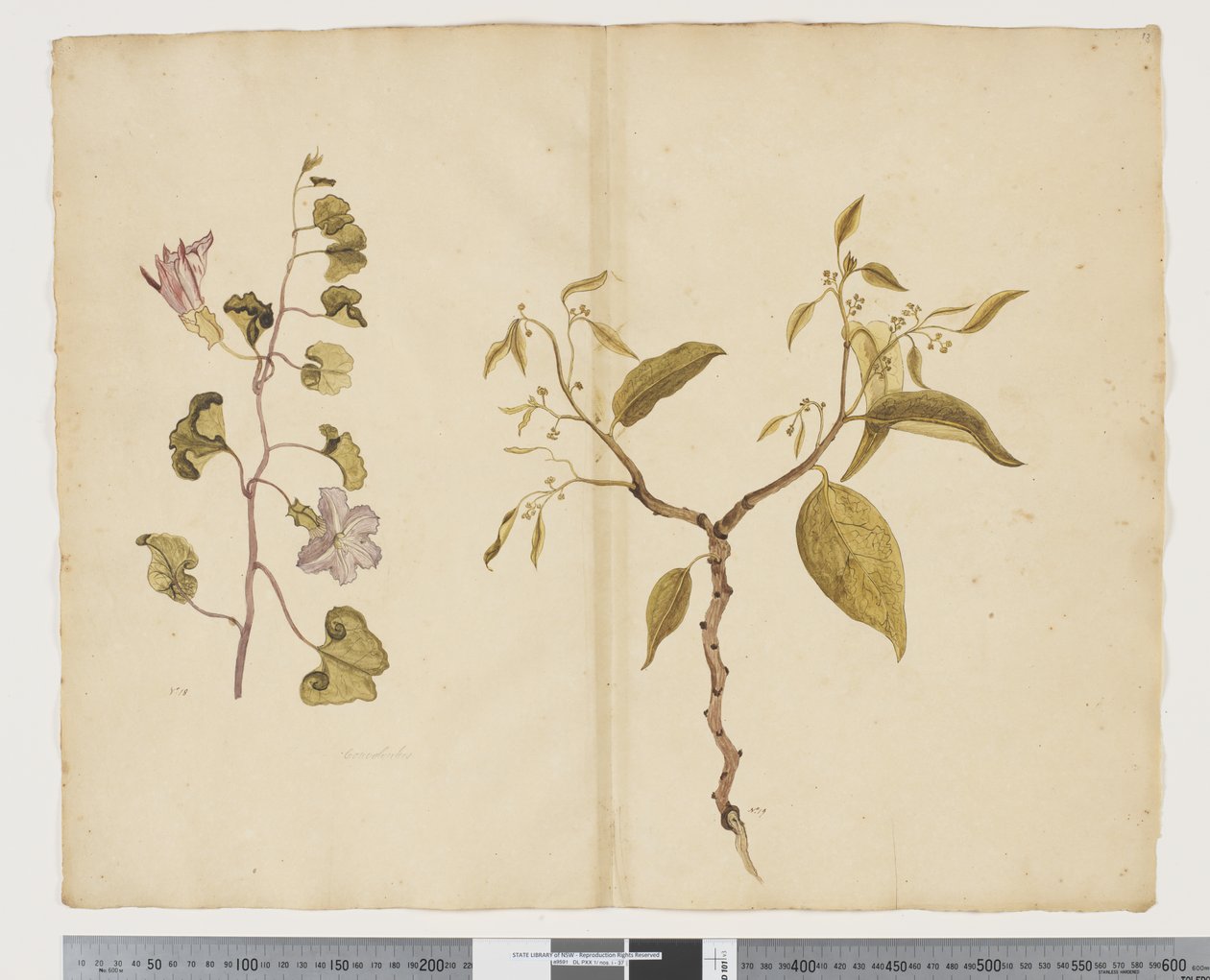 F.13 Ipomea ayağı, keçi ayağı Celtis paniculata, c.1790-95 (kağıt üzerine suluboya ve mürekkep) by John (attr. to) Doody