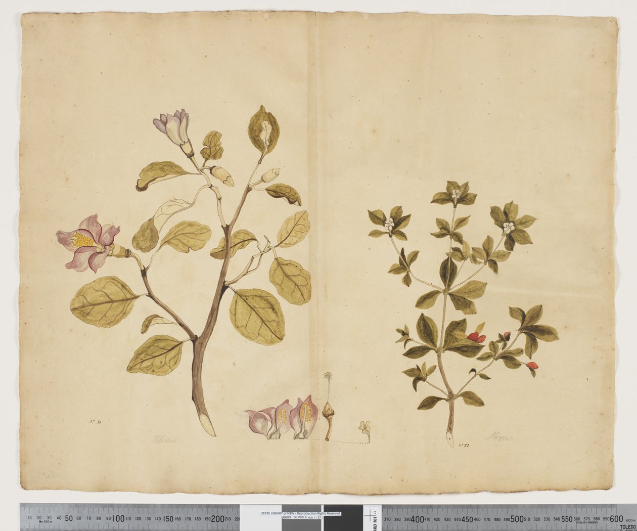 F.15 Lagunaria Patersonia; Alyxia gynopogon, c.1790-95 (kağıt üzerine suluboya ve mürekkep) by John (attr. to) Doody