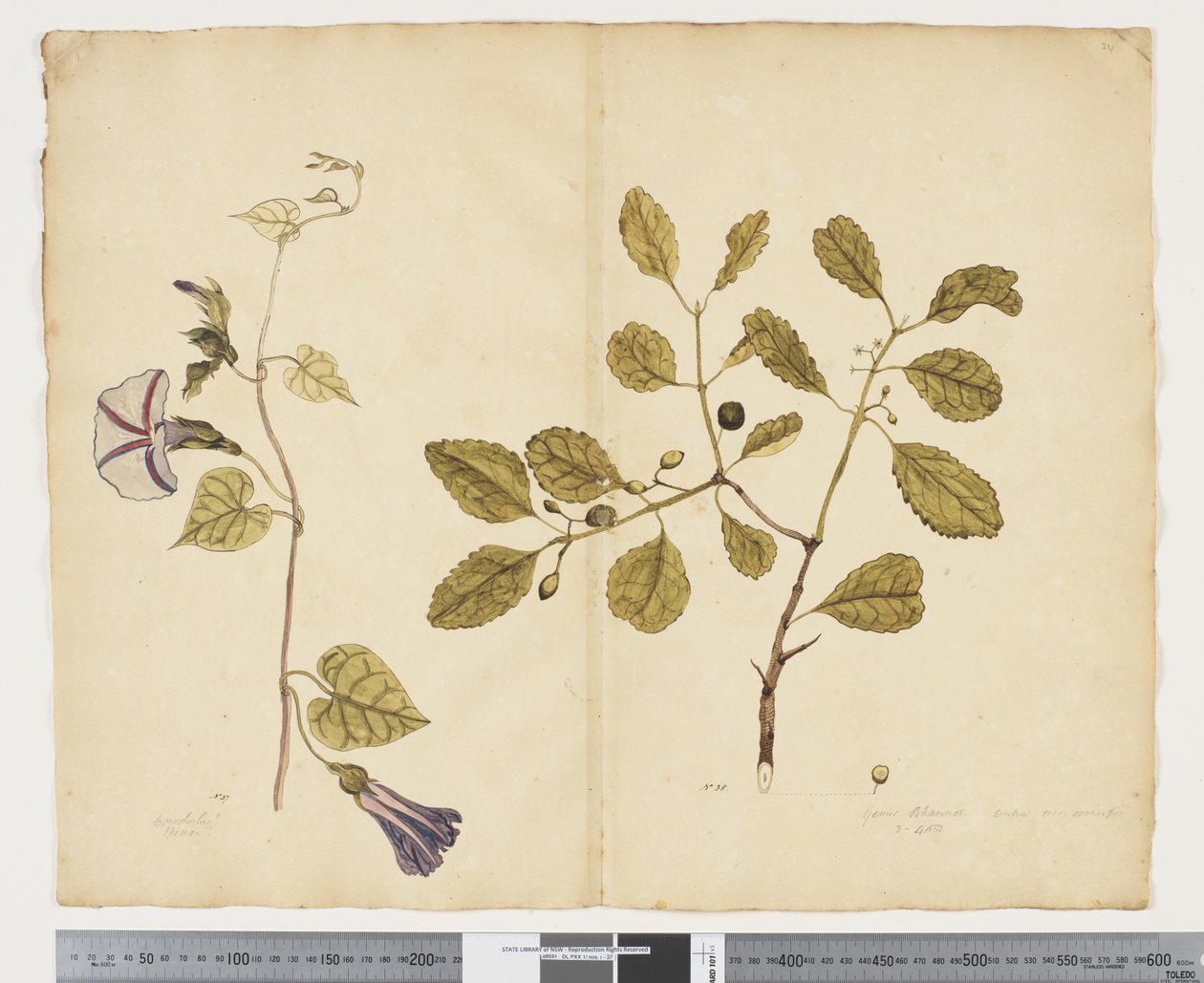 F.24 Ipomoea congesta; Elaeodendron curtipendulum, c.1790-95 (kağıt üzerine suluboya ve mürekkep) by John (attr. to) Doody