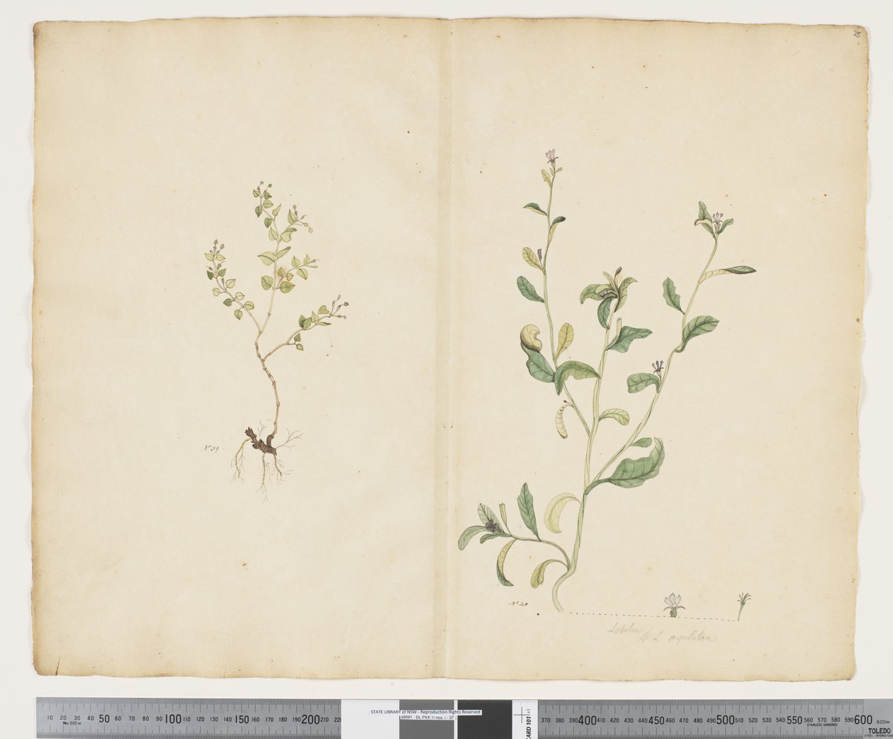 F.25 Euphorbia sparrmannii; Lobelia alata, c.1790-95 (kağıt üzerine suluboya ve mürekkep) by John (attr. to) Doody