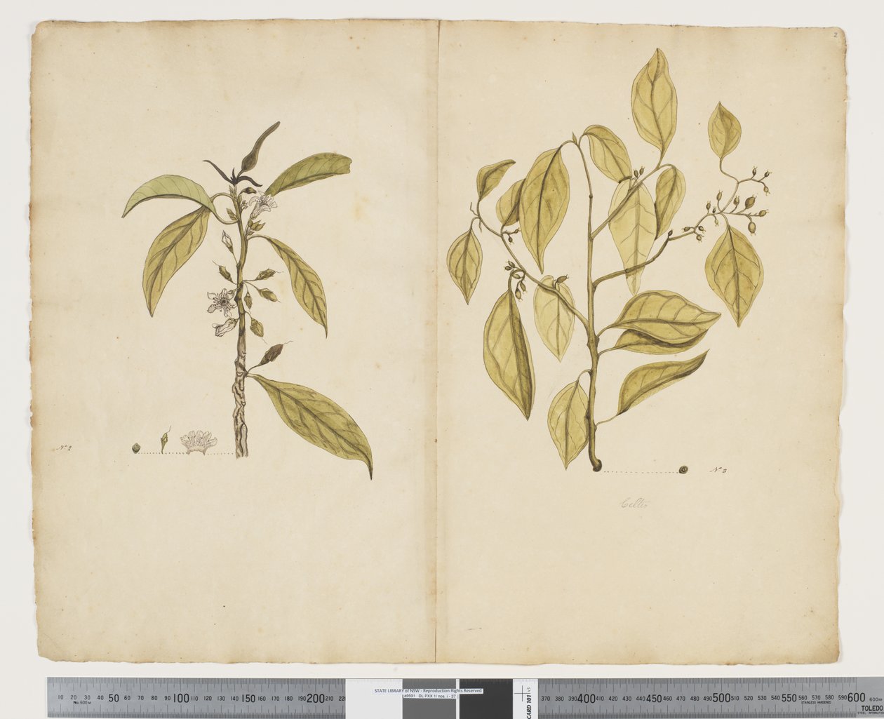 F.2 Myoporum obscurum; Celtis panikülat, c.1790-95 (kağıt üzerine suluboya ve mürekkep) by John (attr. to) Doody