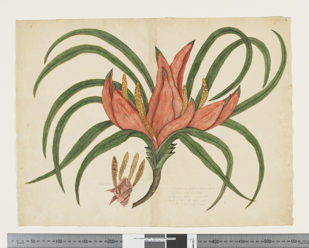 F.36 Freycinetia baueriana, c.1790-95 (kağıt üzerine suluboya ve mürekkep) by John (attr. to) Doody