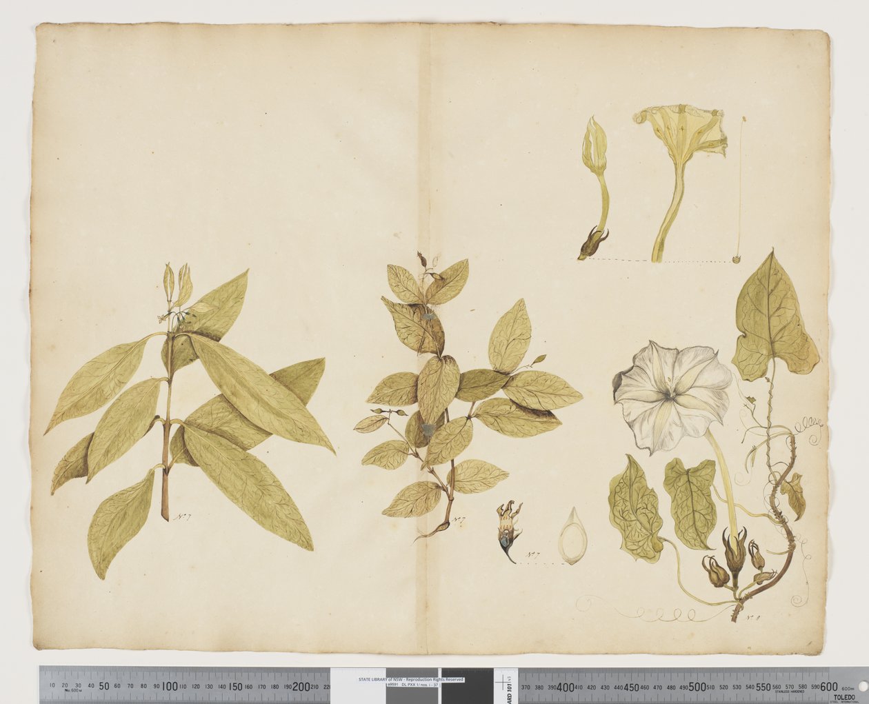 F.6 Wikstroemia Australis; Ipomea, c.1790-95 (kağıt üzerine suluboya ve mürekkep) by John (attr. to) Doody