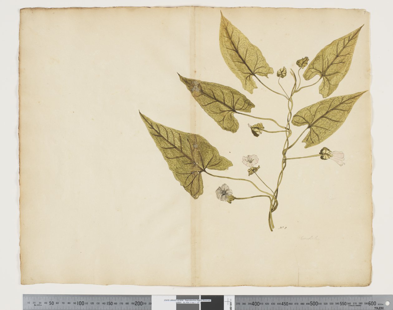 F.7 Calystegia affinis, c.1790-95 (kağıt üzerine suluboya ve mürekkep) by John (attr. to) Doody