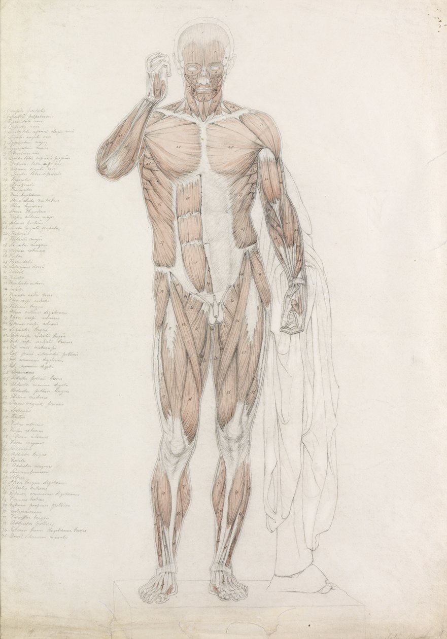 Anatomik Çalışma: İnsan Kas Sistemi, Contrapposto