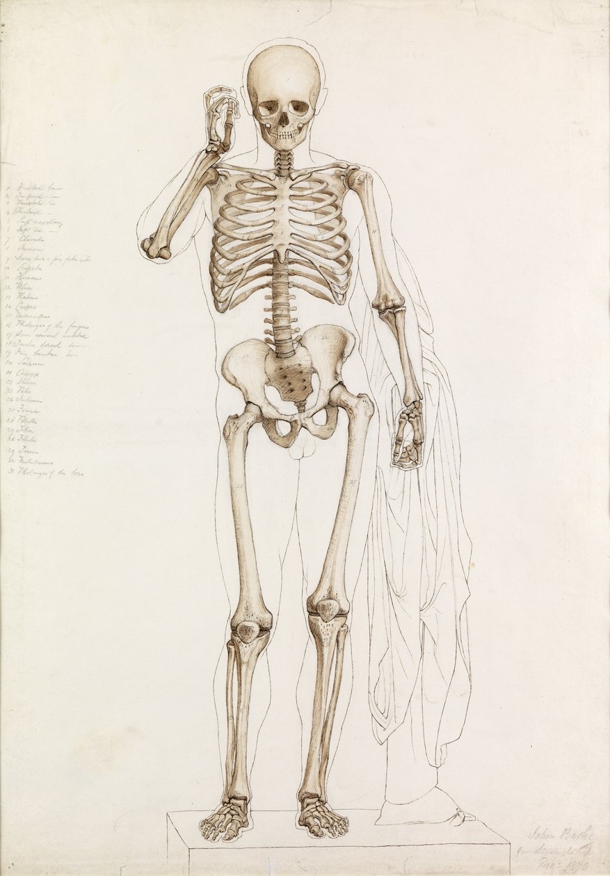 Anatomik Çalışma: İnsan İskeleti, Contrapposto
