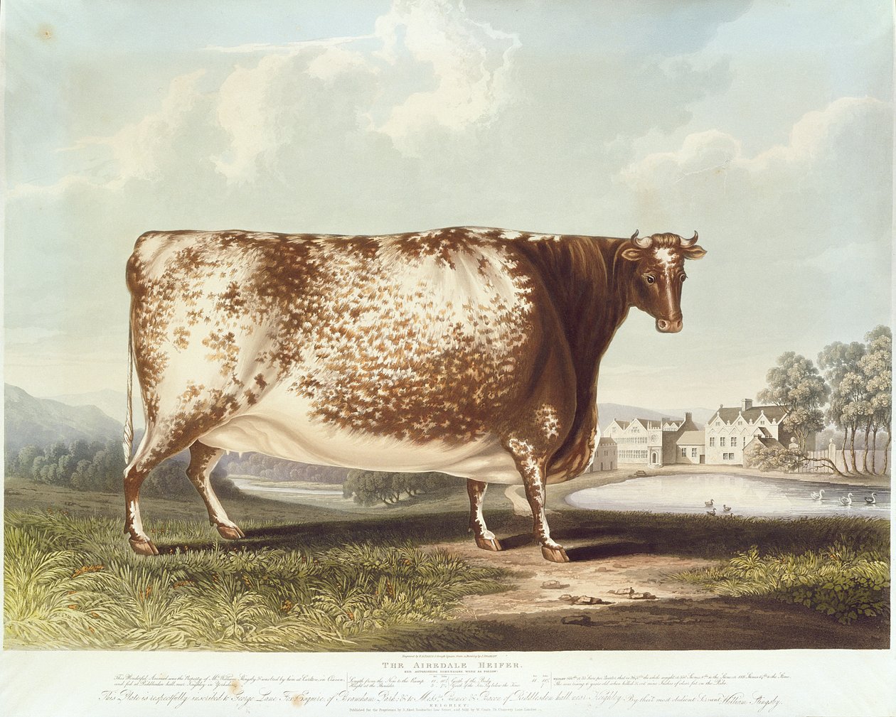 Airedale Düve, gravür R. Reeve, 1820 (renkli gravür) by John Bradley
