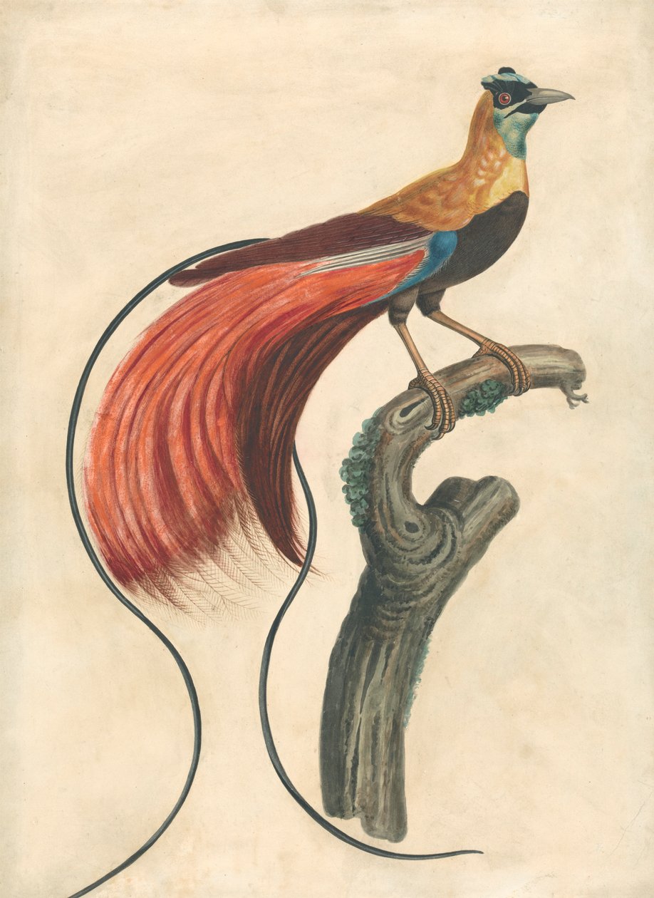 Kırmızı Tüylü Cennet Kuşu (Paradise Apoda Raggiana), Güneydoğu Yeni Gine by John Collet