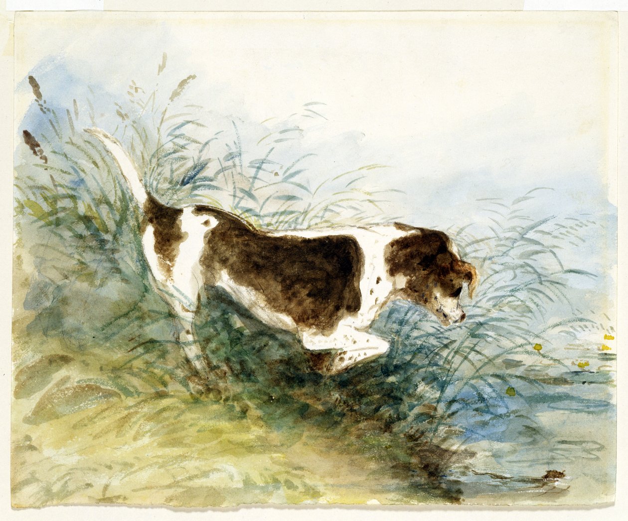 Suda Fareyi İzleyen Bir Köpek - Dedham, 1831
