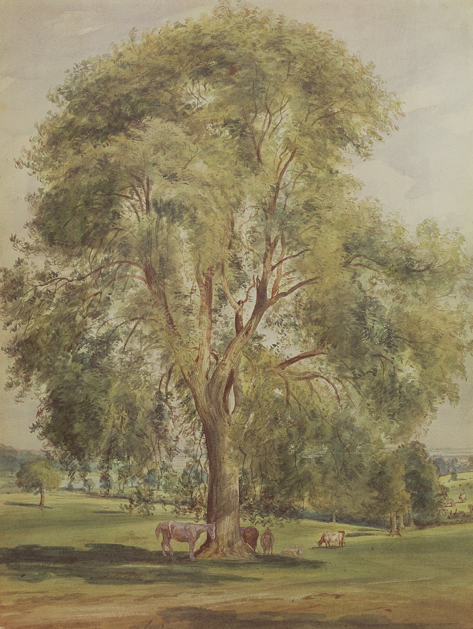 Ağaç (wc) by John Constable