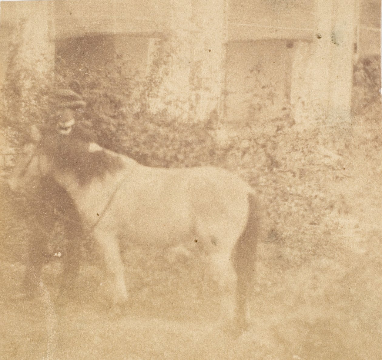 [İnsan ve At, Hükümet Konağı, Allahabad], 1858. by John Constantine Stanley