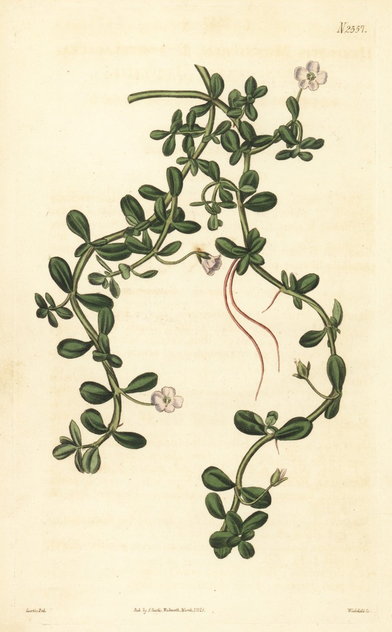 Brahmi veya su çördük, Bacopa monnieri by John Curtis