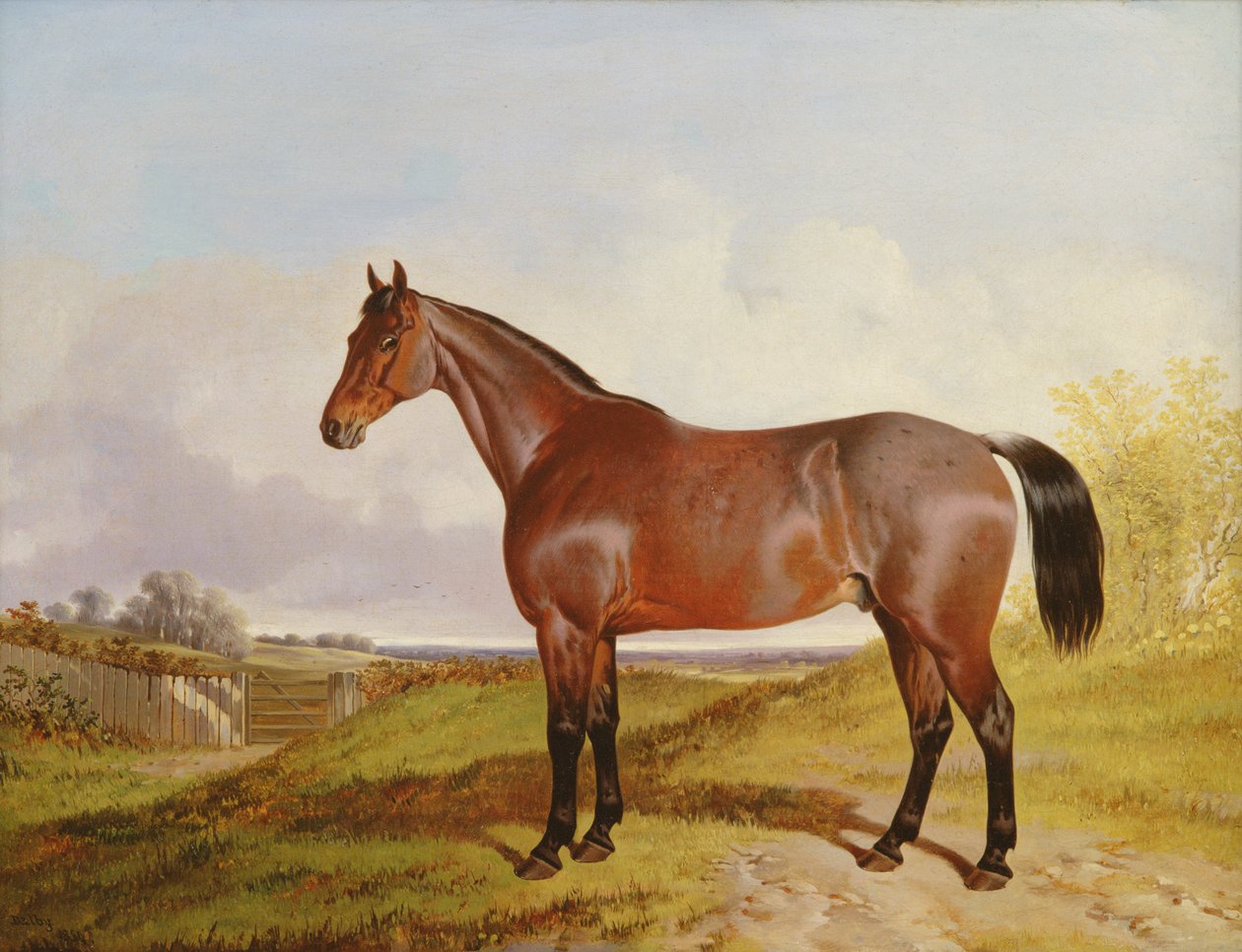 Bir Bay Hunter