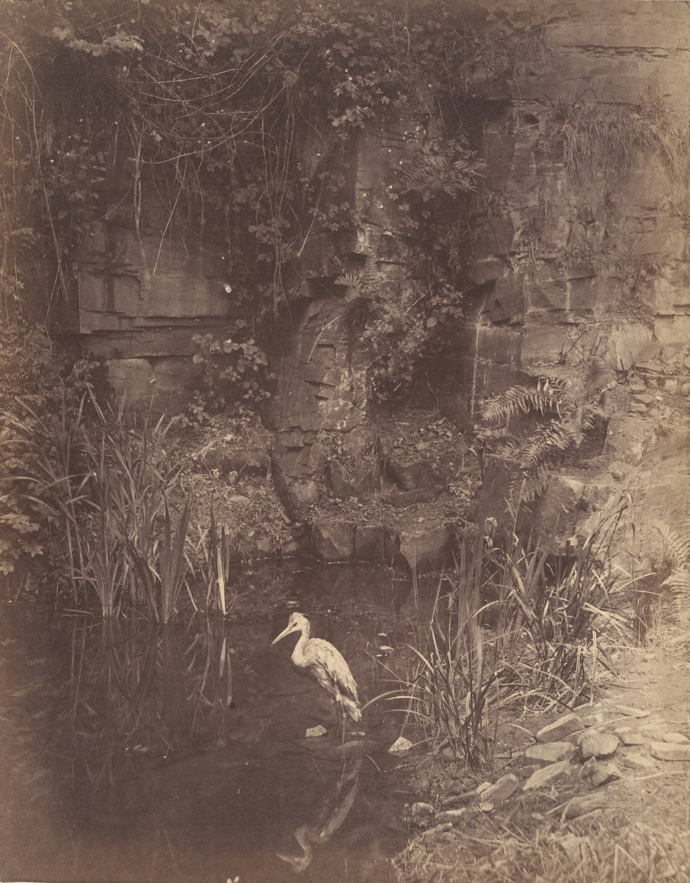 Balıkçı 2, 1856 by John Dillwyn Llewelyn