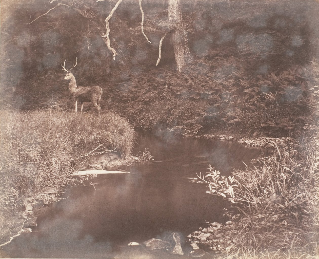 Lewitha, 1853-56. by John Dillwyn Llewelyn
