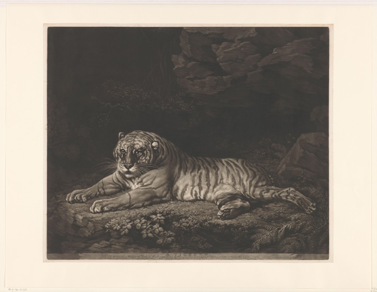 Tijgerin A Tigress (nesne üzerindeki başlık) by John Dixon