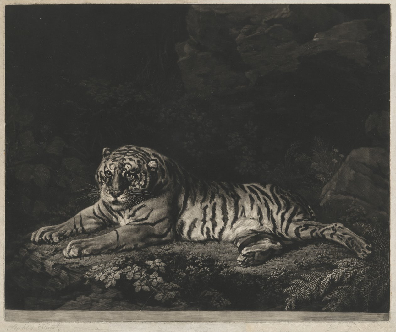 bir kaplan by John Dixon after George Stubbs