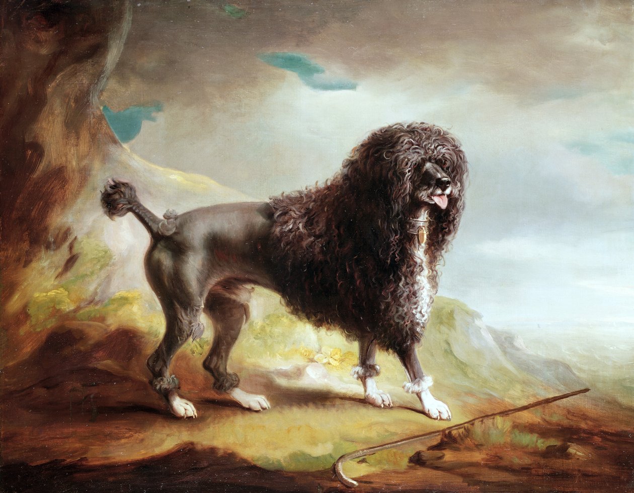 A Clipped Water Spaniel (tuval üzerine yağlı boya) by John E. Ferneley