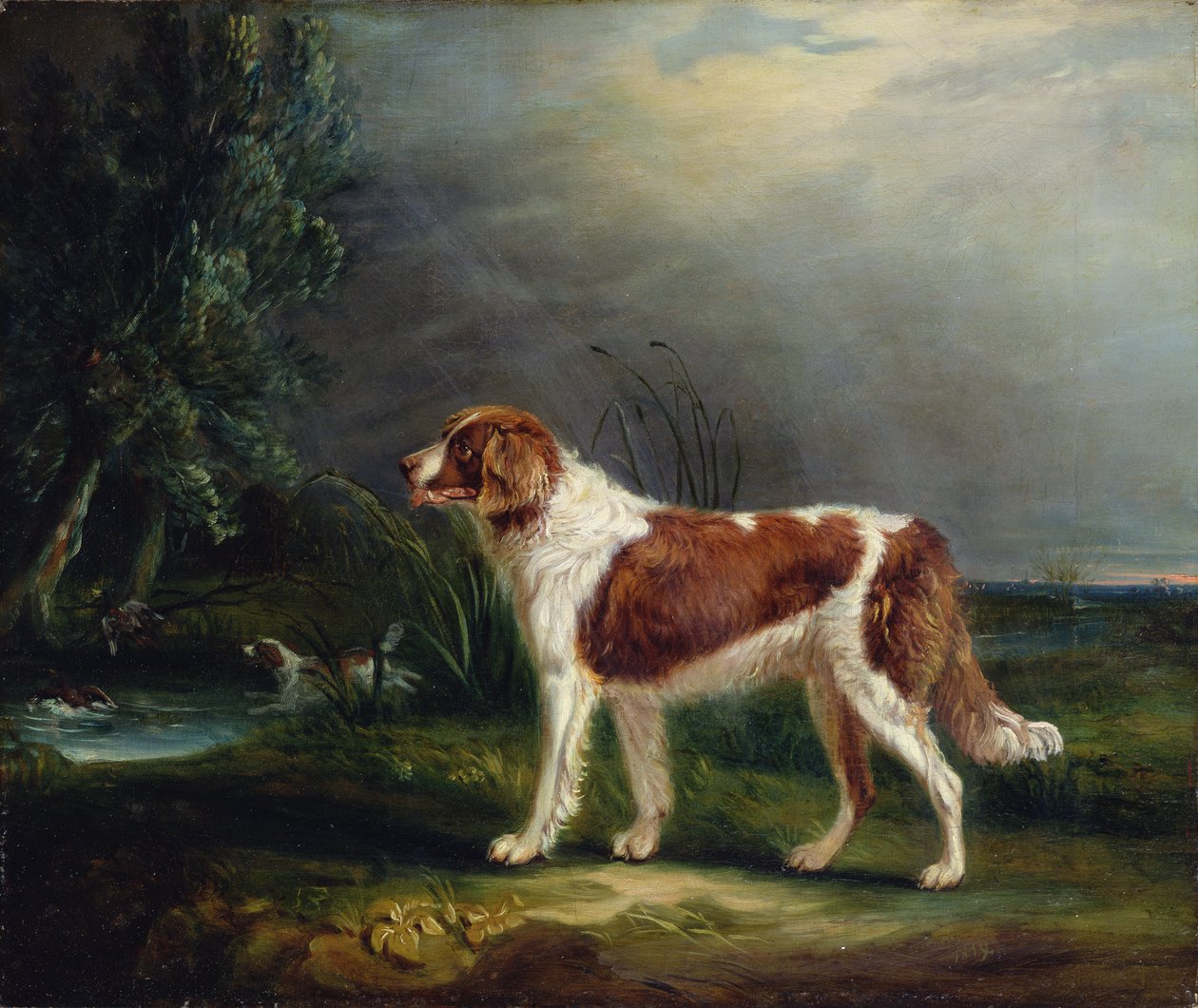 Dere kenarında iki Spaniel, biri Mallard