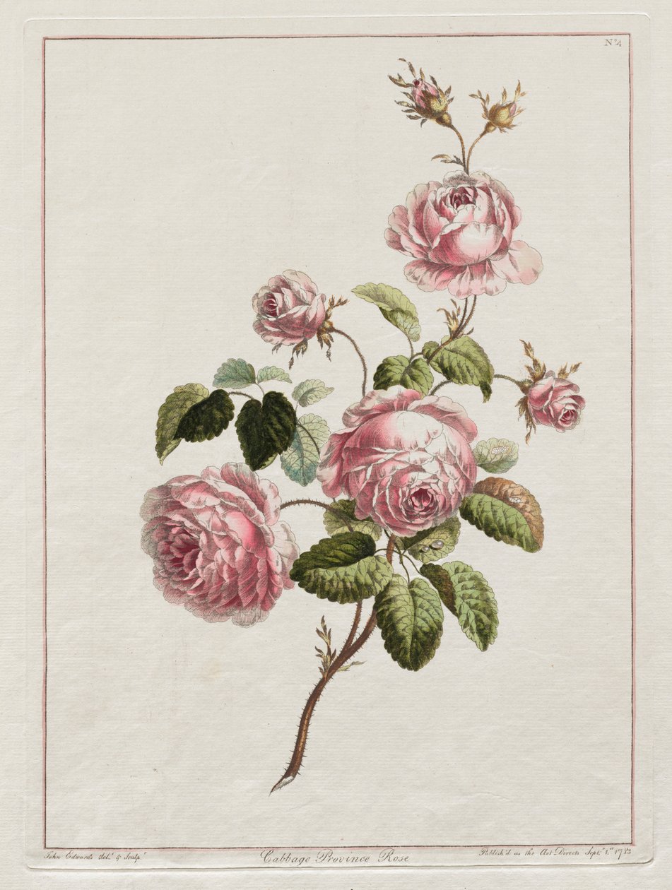 Doğadan Sonra Çizilmiş Çiçekler Koleksiyonu - Cabbage Province Rose, 1801. by John Edwards