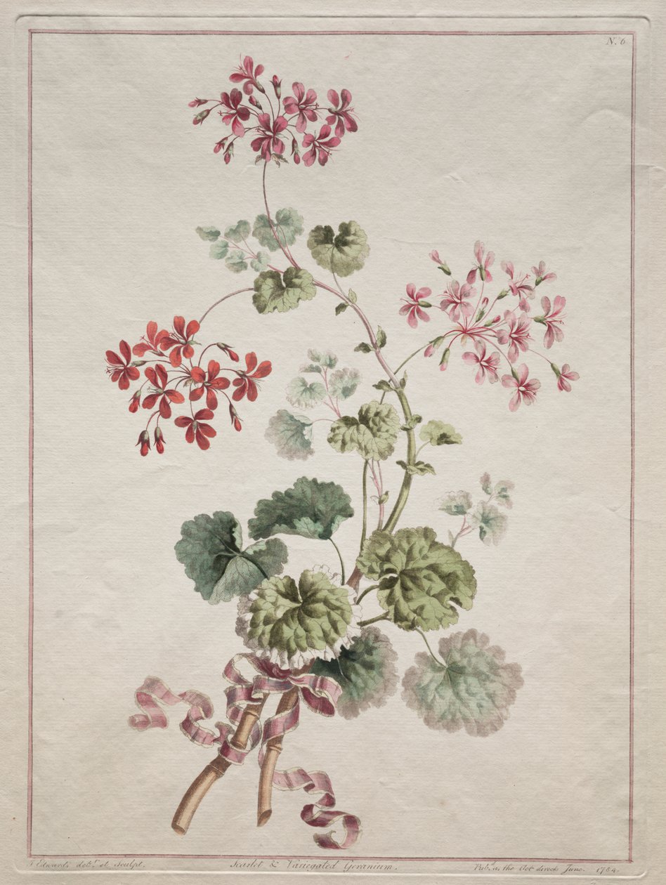 Doğadan Çizilmiş Çiçekler Koleksiyonu: No. 6 - Kızıl ve Alacalı Sardunya by John Edwards