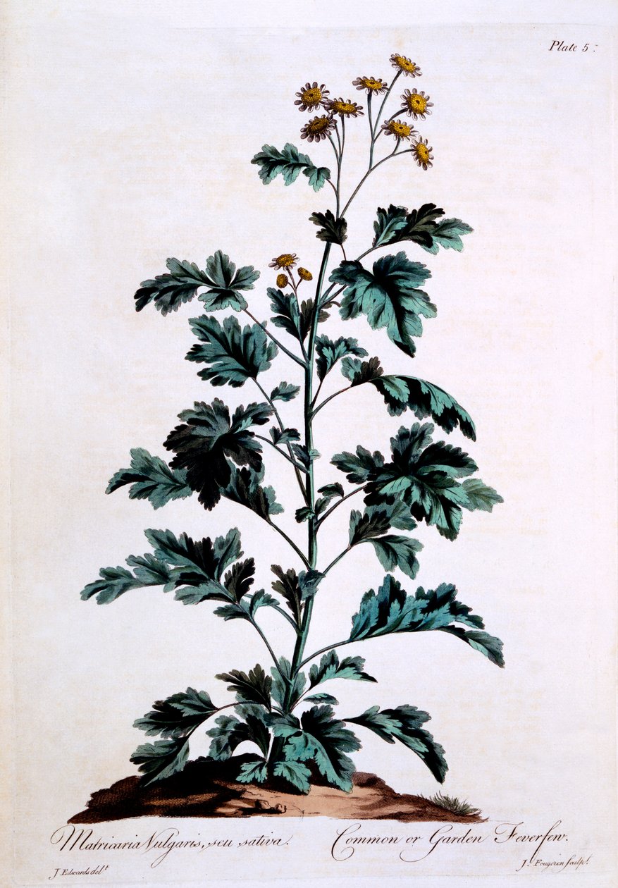 ಕಾಮನ್ ಅಥವಾ ಗಾರ್ಡನ್ ಫೀವರ್‌ಫ್ಯೂ, 