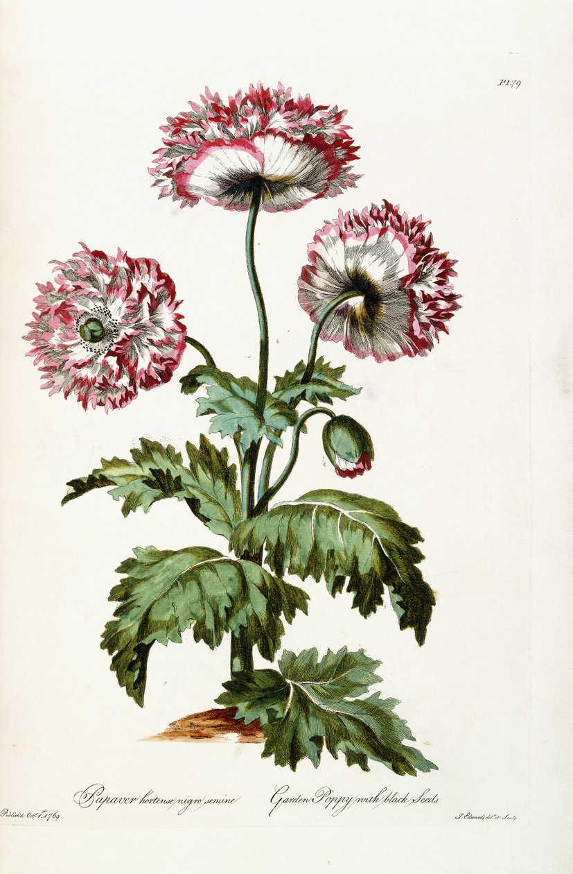 Siyah Tohumlu Haşhaş Bahçesi, 1769 by John Edwards