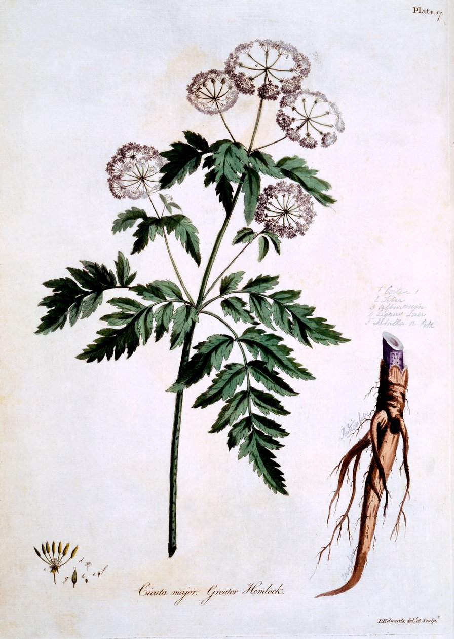 Greater Hemlock [Cicuta major], John Edwards