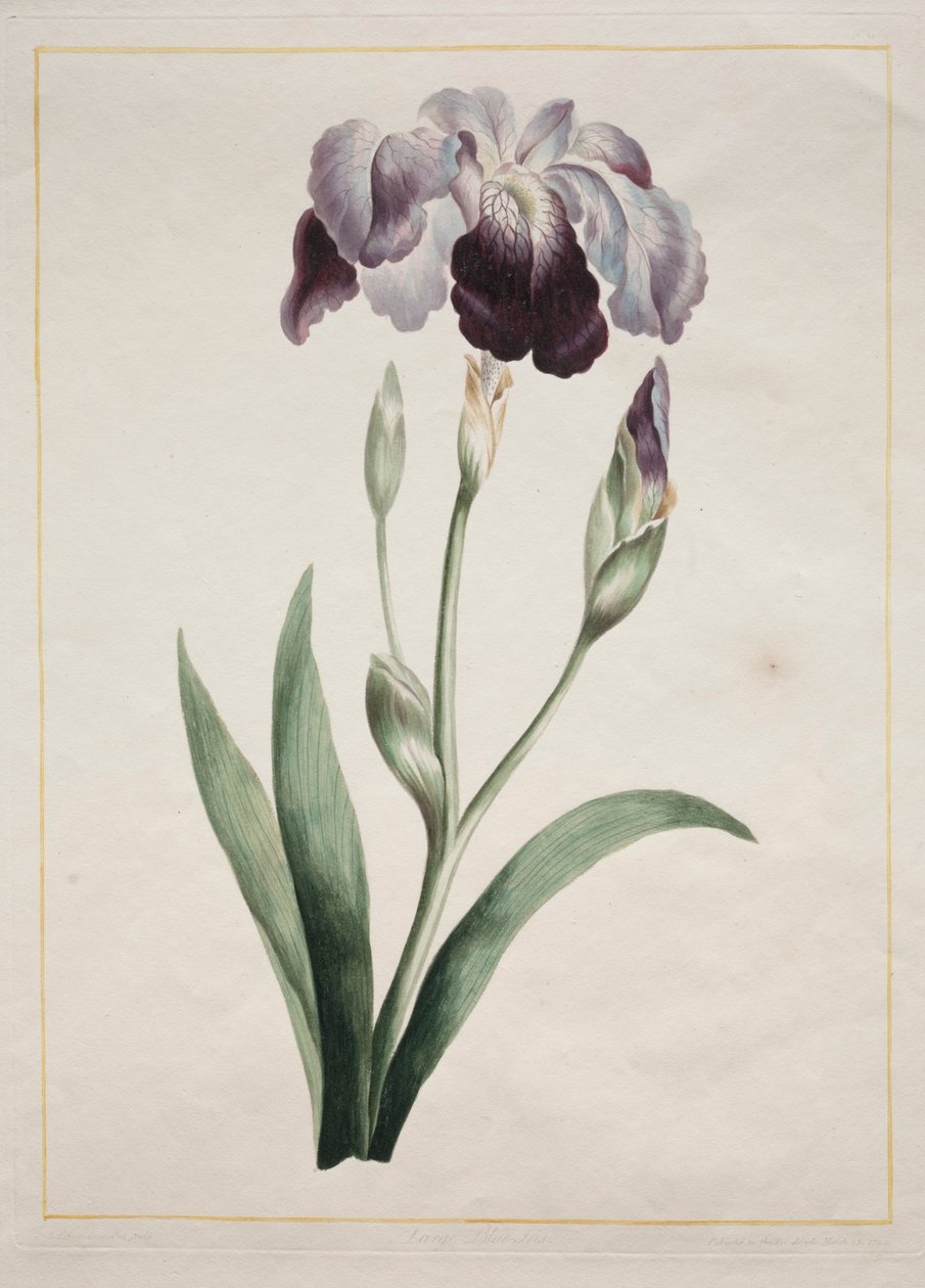 Japon İris Büyük Mavi İris, 1801. by John Edwards