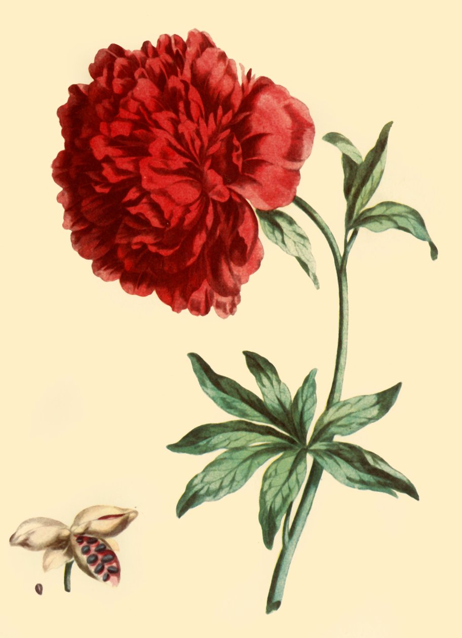 'Şakayık: Tam Kırmızı Paeonia Çiçeği', 1769, 1946 by John Edwards
