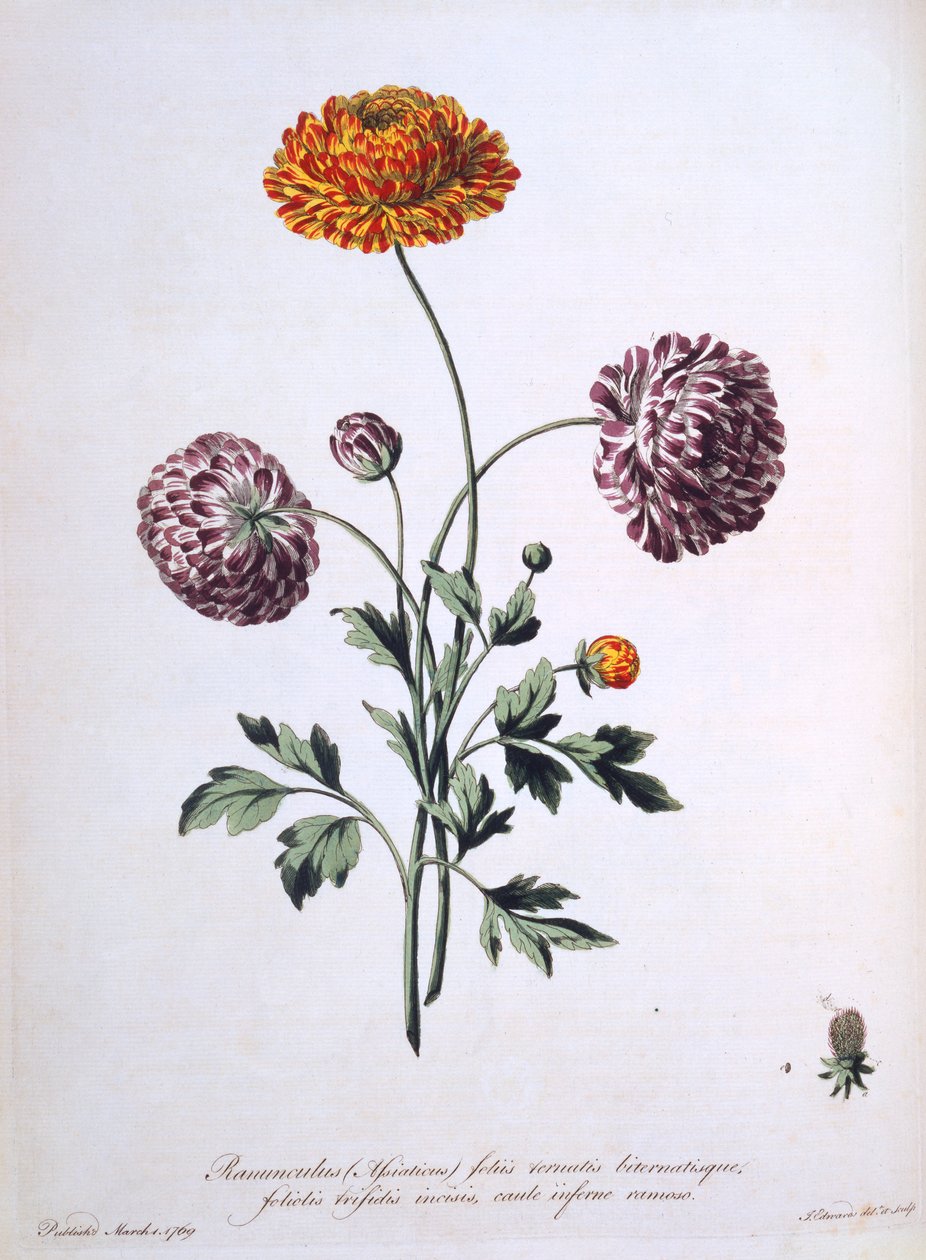 Düğünçiçeği, "The British Herbalist"ten bir çizim, 1769 by John Edwards