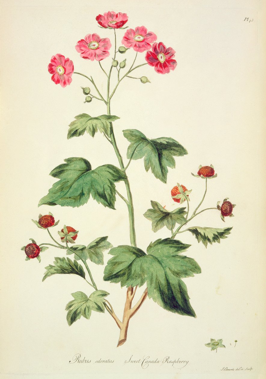 Raspberry: Sweet Canada (pl.45), John Edwards