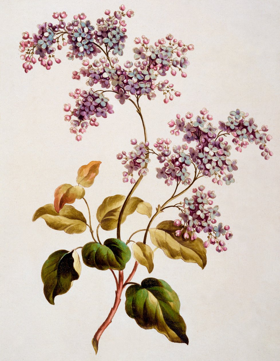 İskoç Leylak, 1793 yayınlandı by John Edwards