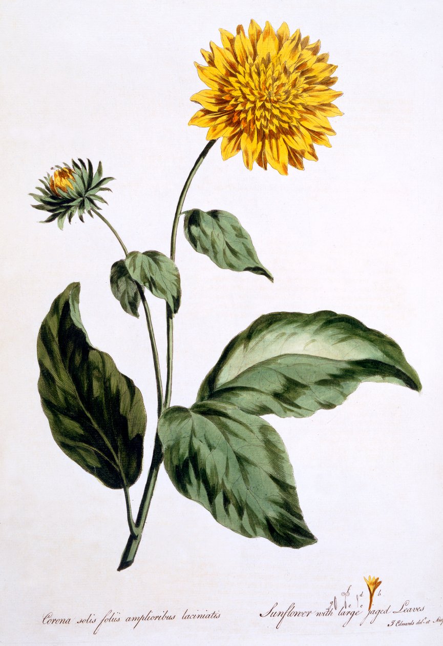 Büyük pürüzlü yaprakları olan ayçiçeği, Mart 1770'te yayınlanan 'The British Herbalist'ten bir çizim by John Edwards