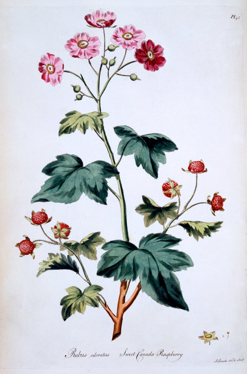 Tatlı Kanada Ahududu [Rubus odoratus], John Edwards