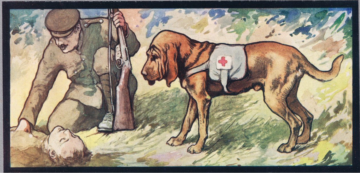 Ambuland tazı, 1919
