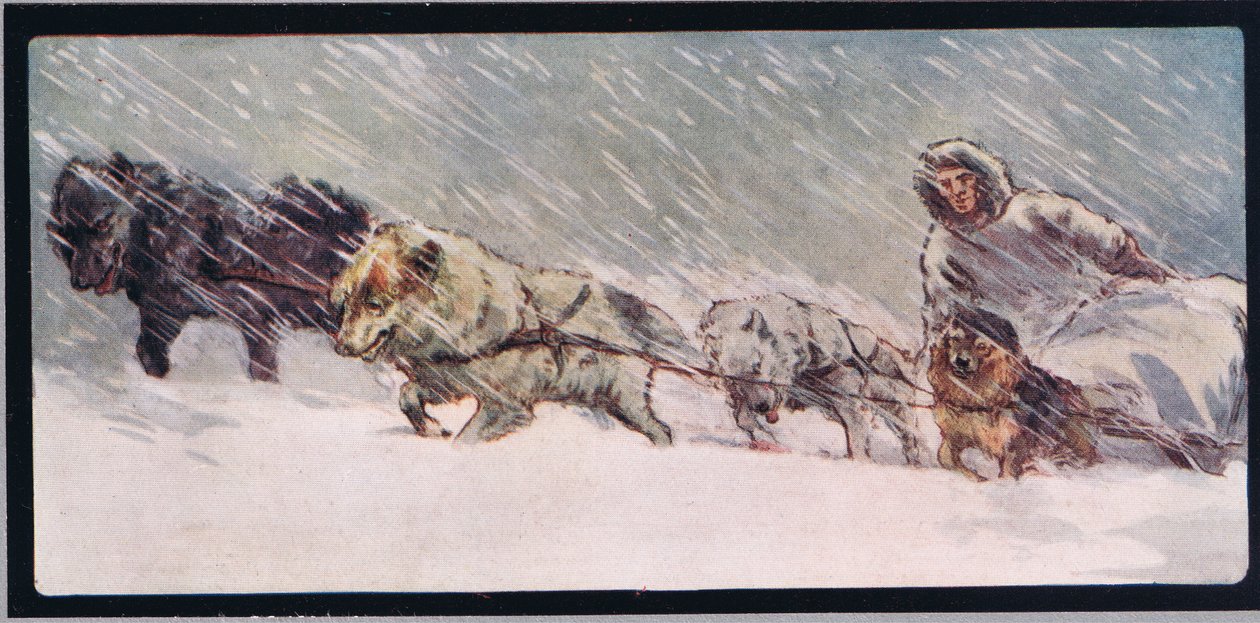 Bir kızak çeken Huskies, 1919
