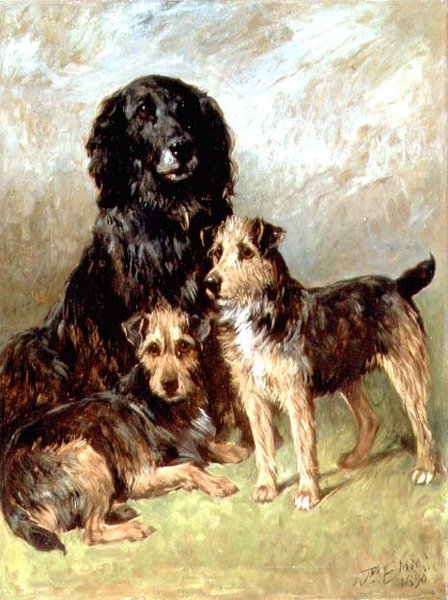 Aile Evcil Hayvanlar by John Emms