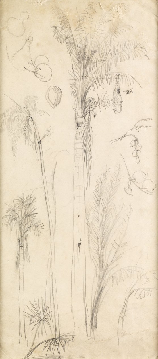 Palmiyeler (kağıt üzerine kurşun kalem) by John Everett Millais