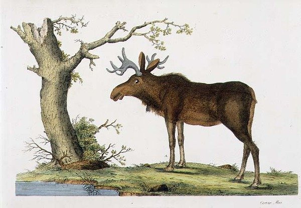 Cervus Alces (Geyik) (lito) by John Frederick (after) Miller